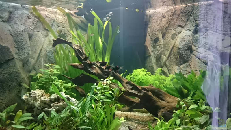 große Wurzel von Chris de Bird (7)