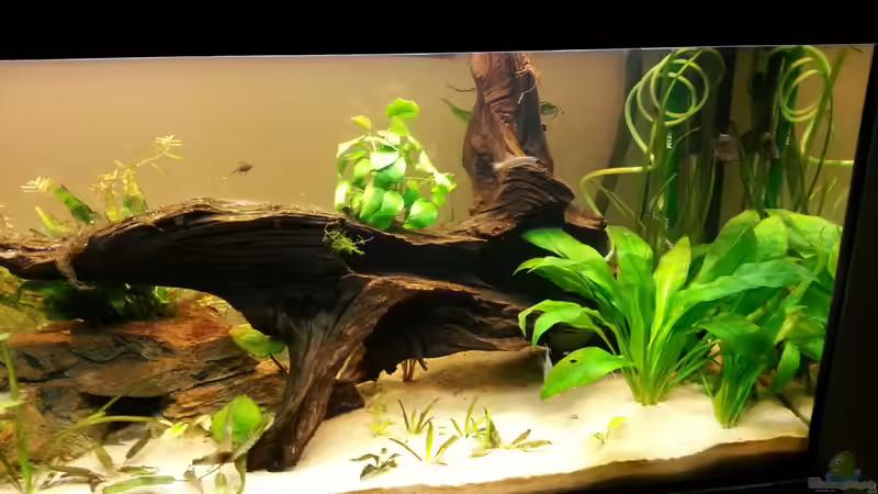 Grosse Wurzel von Der Dreiäugige Goldfisch (21)