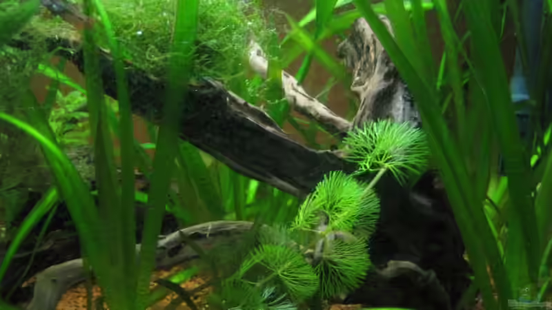 Große Wurzel von Frank Förster (4)