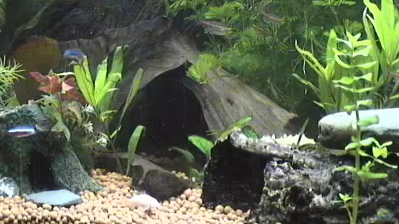 große Wurzel von Hobytomy (8)