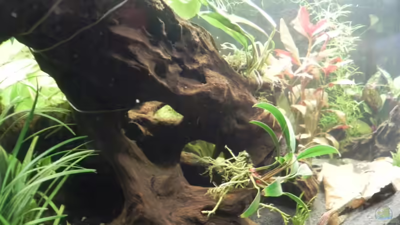 grosse Wurzel von Sarah Friedli (5)