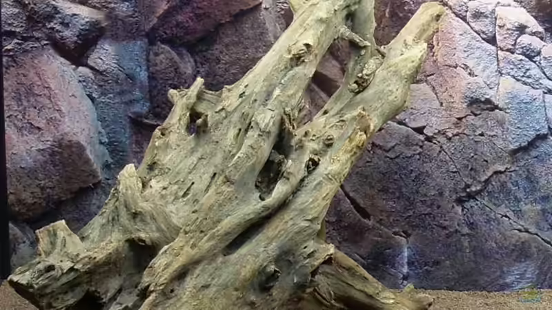 Große Wurzel von Springer (37)