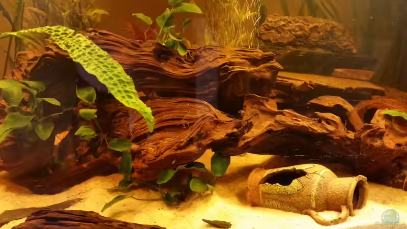 große Wurzel von SvenDerGroße (19)