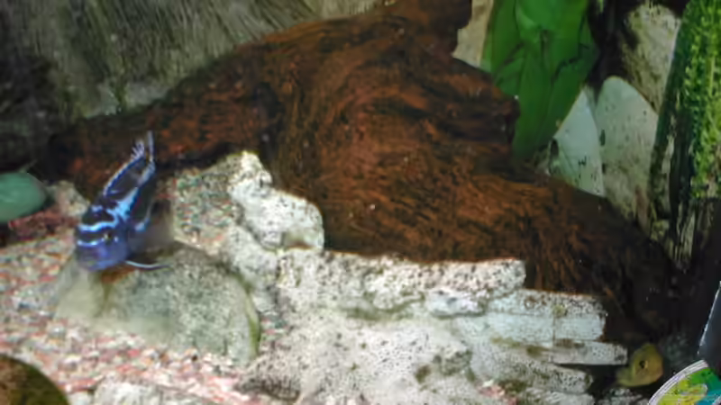 Große Wurzel von Ulrich Rothärmel (5)