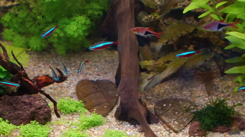 Große Wurzel von Voyagerz (16)