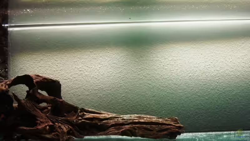 Große Wurzel zur Layoutfindung im Becken von Roland Gailing (2)