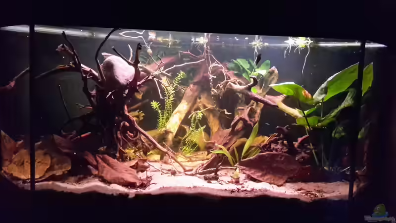 Große Wurzeln benötigen große Steine.  von mikeschchaos (3)