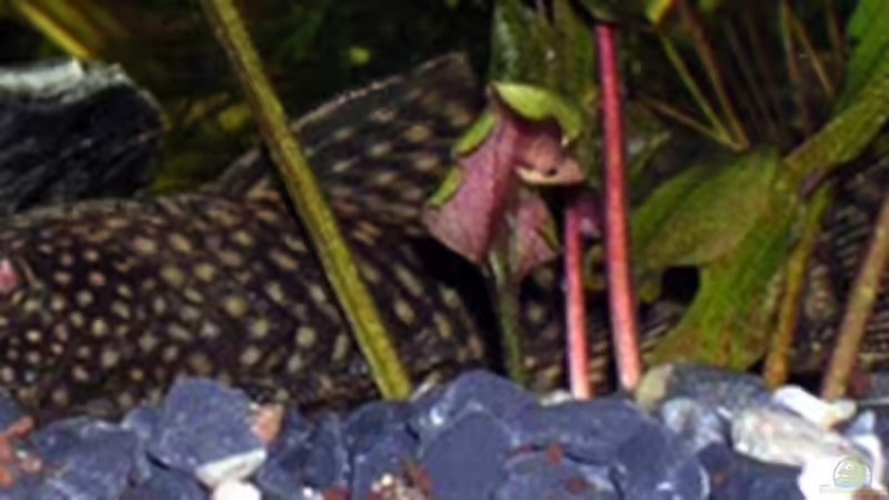 grosser Antennenwels von Adrian Dürst (5)