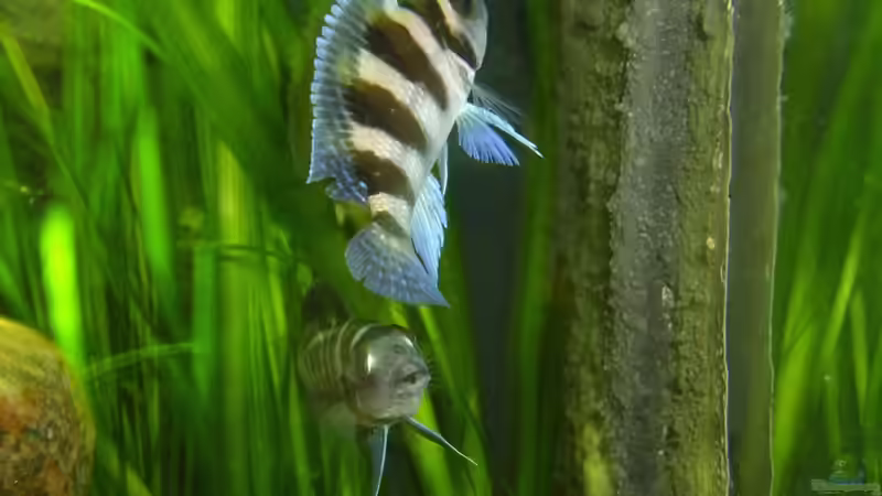 Aquarien mit Neolamprologus tretocephalus (Fünfstreifen-Tanganjikabuntbarsch)