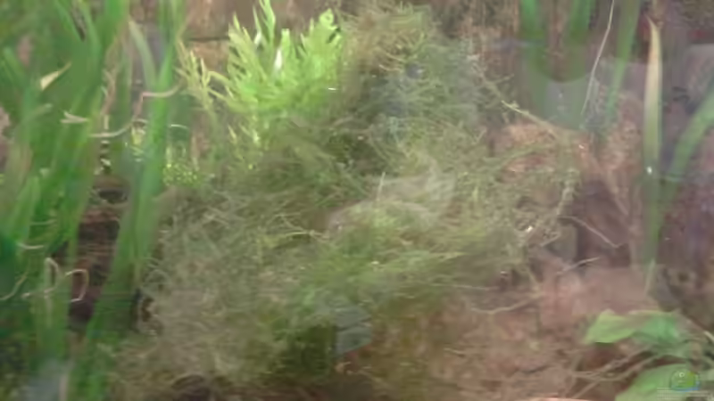 Großer ´Busch´ Javamoos von Rainbowfan (14)