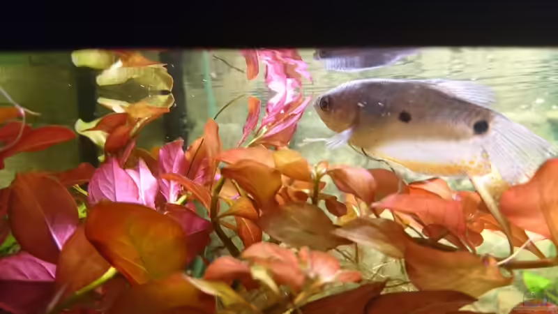 großer Fadenfisch von Frank S (19)