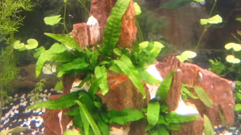 Großer Javafarn (im Stein!) von DanBri (4)