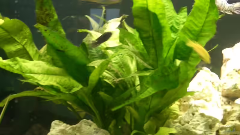 großer Javafarn von Lutz Altepost (4)