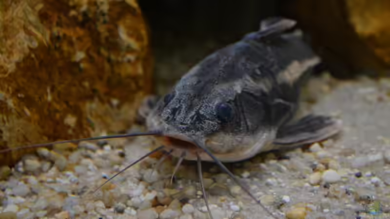 Grosser Kopf und grosses Maul. Da passt ne Menge rein. von GGuardiaNN (110)