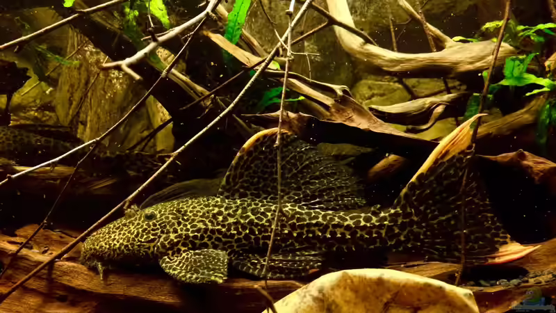 Großer L114 von Jonas B. (51)