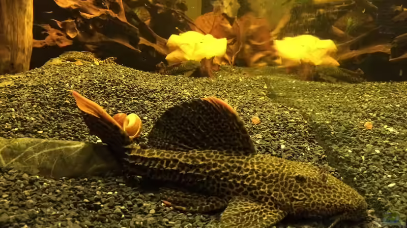 Großer L114 von Jonas B. (59)