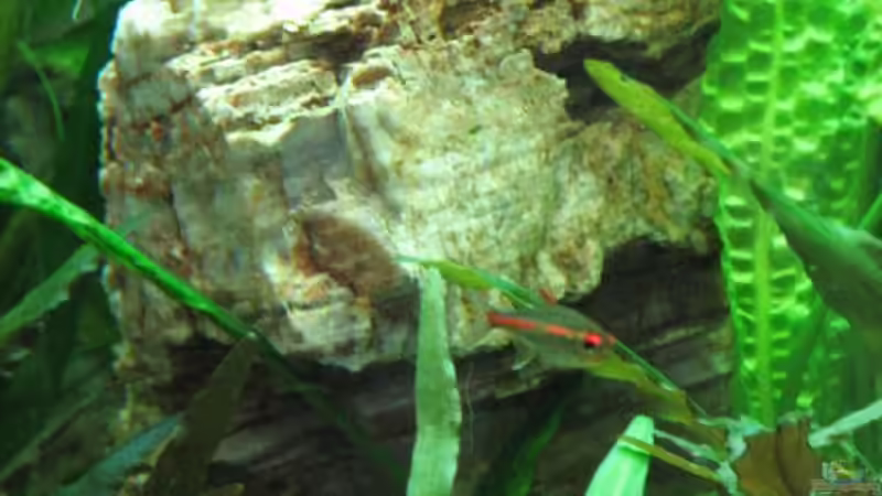 großer Pagodenstein - links im Becken von Bämbel (28)