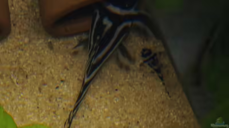 Großer Papa und mini-Nachwuchs von Thomas De Vries (11)