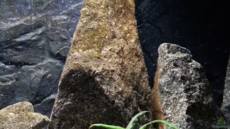 großer Stein 1 von junger Aquarianer (30)