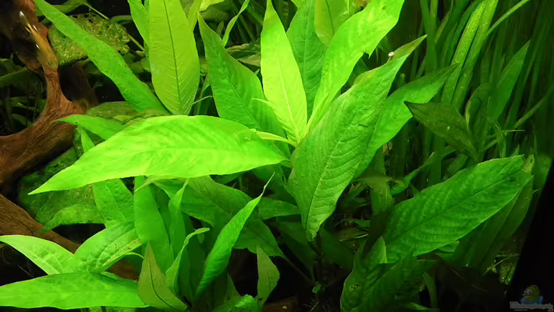 Grosser Wasserfreund 26.9.10 von Bazzi (33)