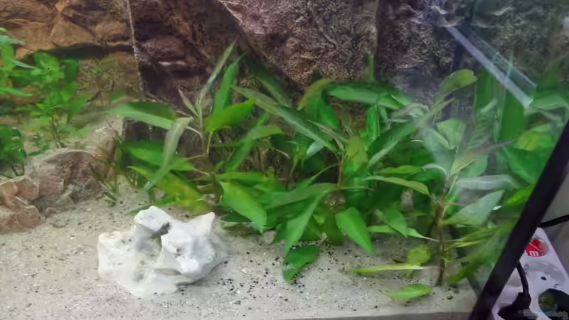 Großer Wasserfreund von raubsau (100)