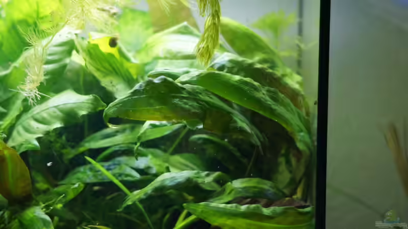 großer Wasserkelch von Bartey (15)