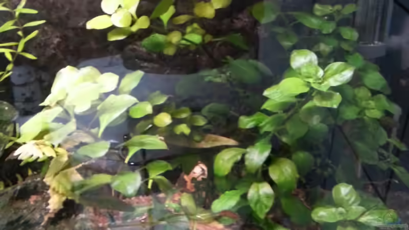 Grosses Blatt von Der Dreiäugige Goldfisch (3)