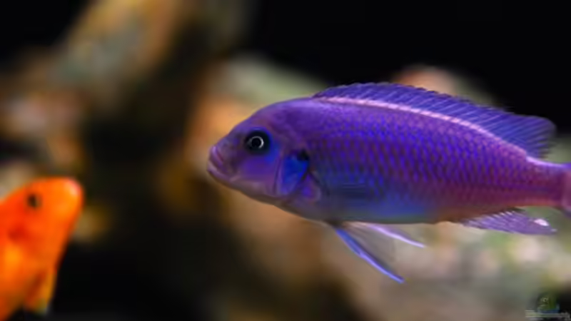 Großes Bright Blue Weibchen (WF) - Die böse Tante des Beckens von Beni (29)