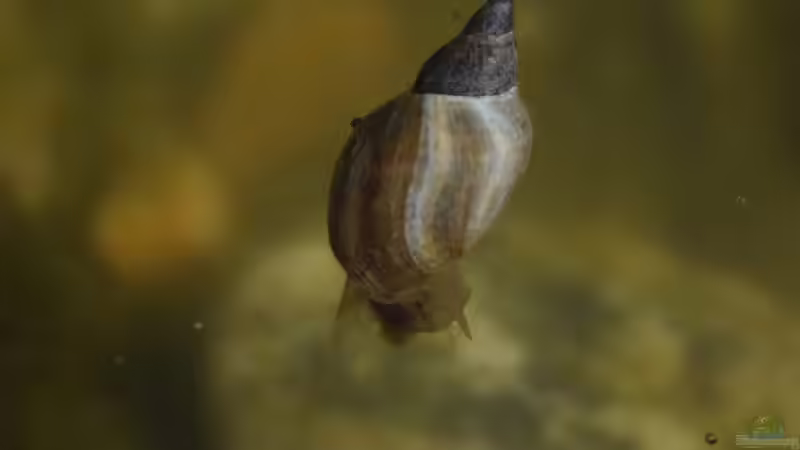 Großes Exemplar der Schlammspitz Schnecke 11.05.2019 von Acki50 (56)