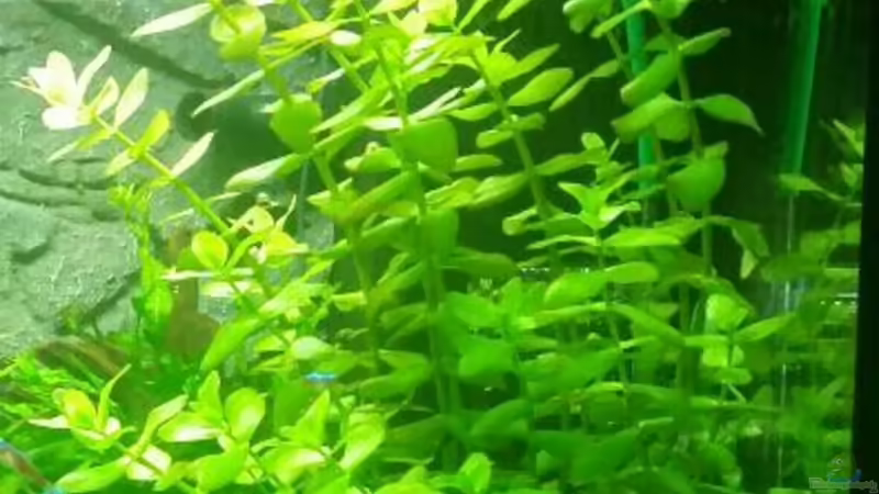 großes Fettblatt von Angie777 (15)