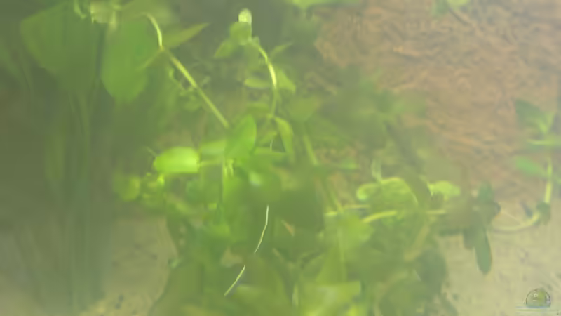 Großes Fettblatt von raubsau (122)