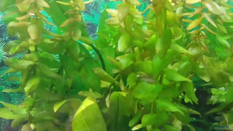 großes Fettblatt von Ricardo1198 (4)