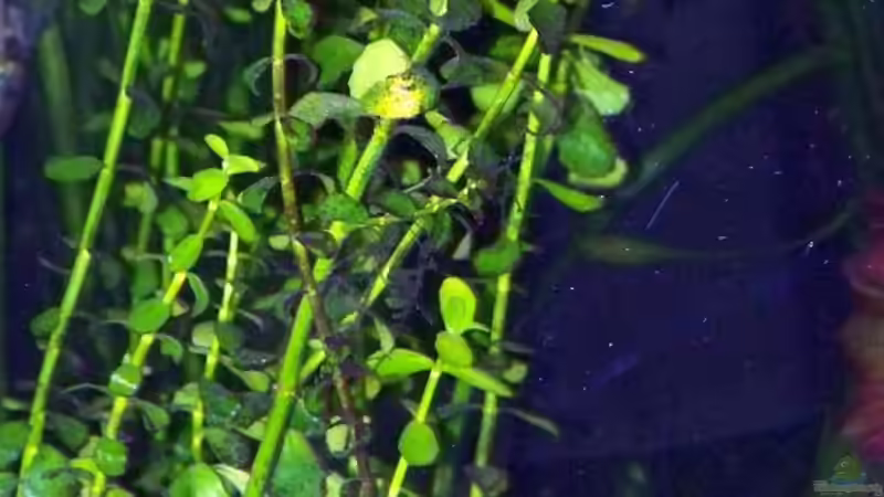 Bacopa caroliniana im Aquarium (Einrichtungsbeispiele mit Großes Fettblatt)