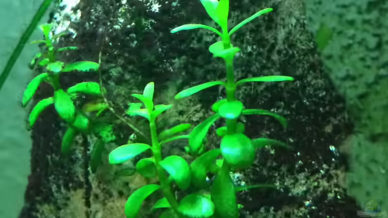 Bacopa caroliniana im Aquarium (Einrichtungsbeispiele mit Großes Fettblatt)