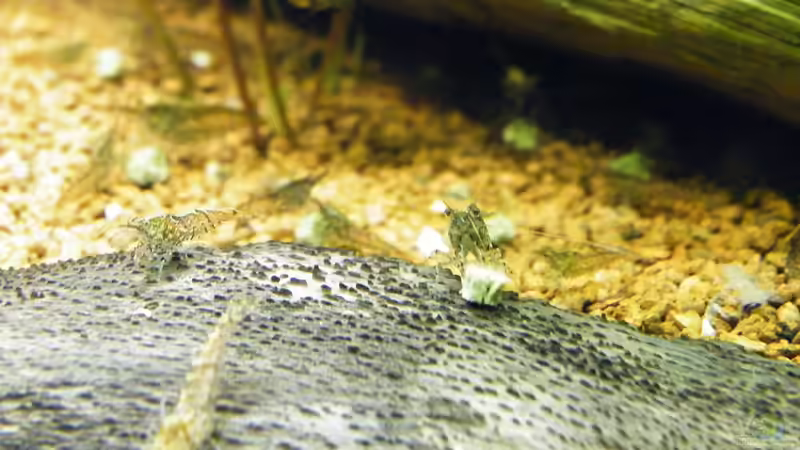 Großes Fressen - kleine Krabbler - 10.07.2011 von bergfrau (29)