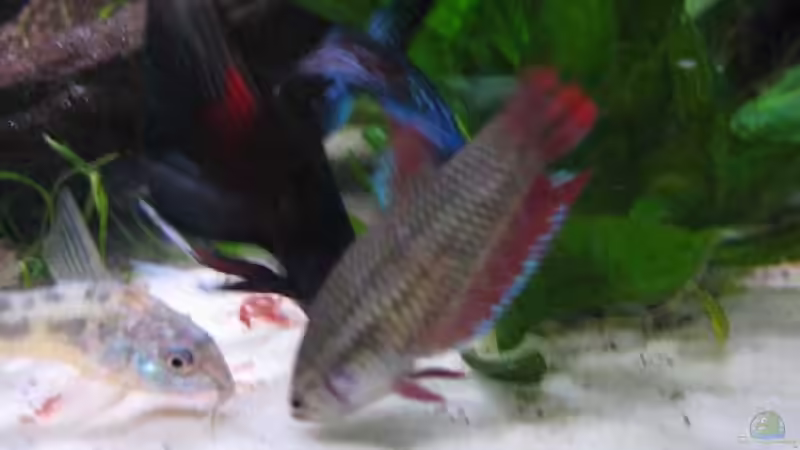 Großes Fressen von Daniel Knott (12)