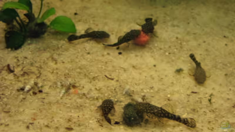 Großes Fressen von TNTLogge (14)