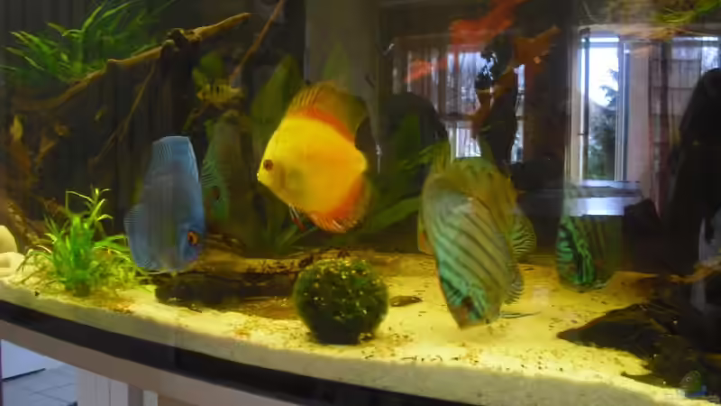 Großes Fütterung von nemo0109 (55)