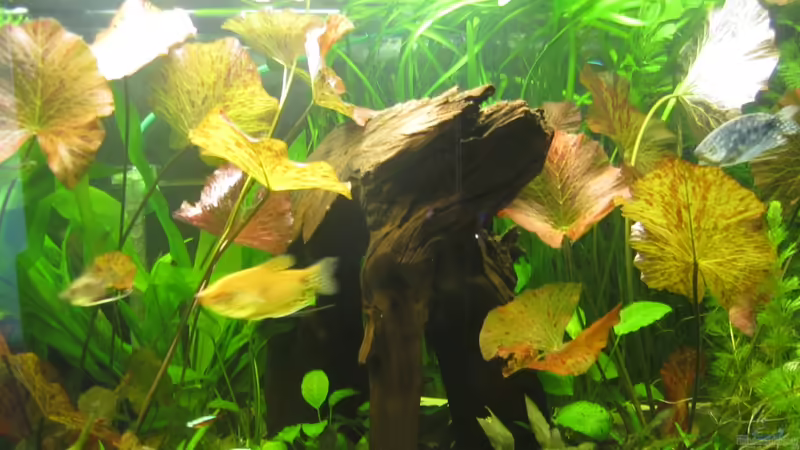 großes Holzstück von Mieze2010 (9)