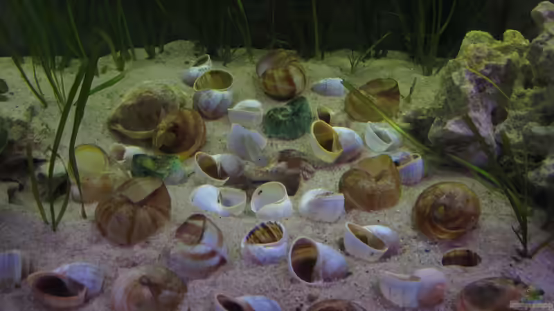 Großes Multi Revier in der Mitte der 2 Steinhaufen von Locke1992 (10)