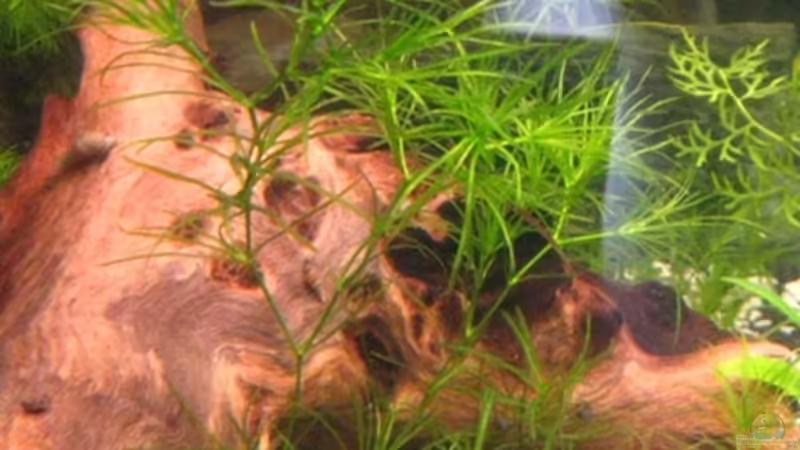 Großes Nixkraut von DanBri (18)