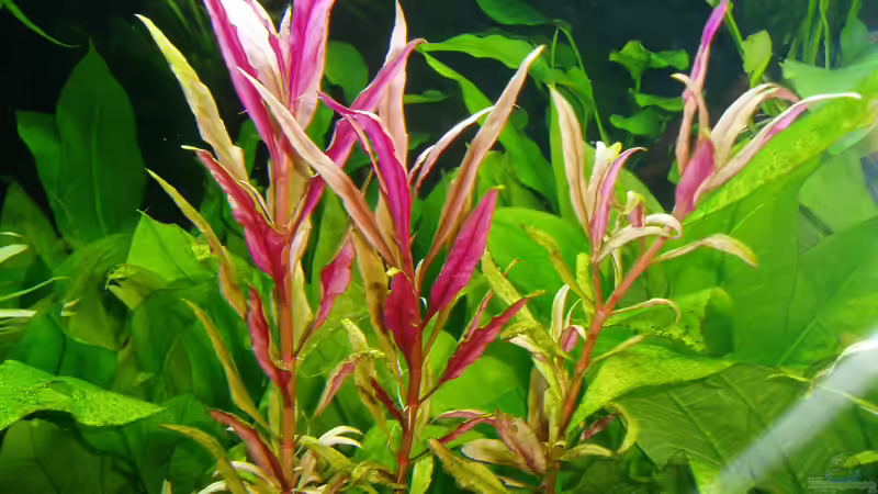 Großes Papageienblatt (Alternanthera reineckii Rot (12.02.2018) von Reiner Dr. Med. Jesse (37)