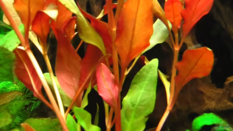 großes Papageienblatt von Sarah (5)