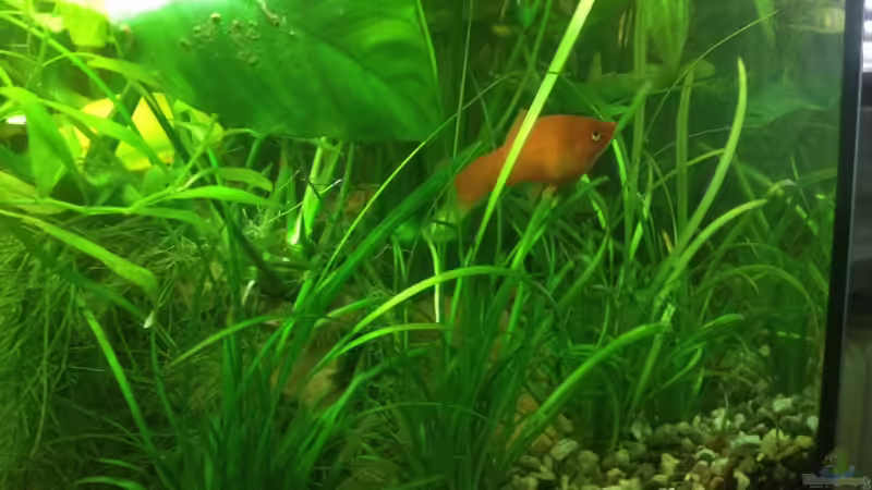 Großes Schwertträger Weibchen von Pflanzenbecken (6)