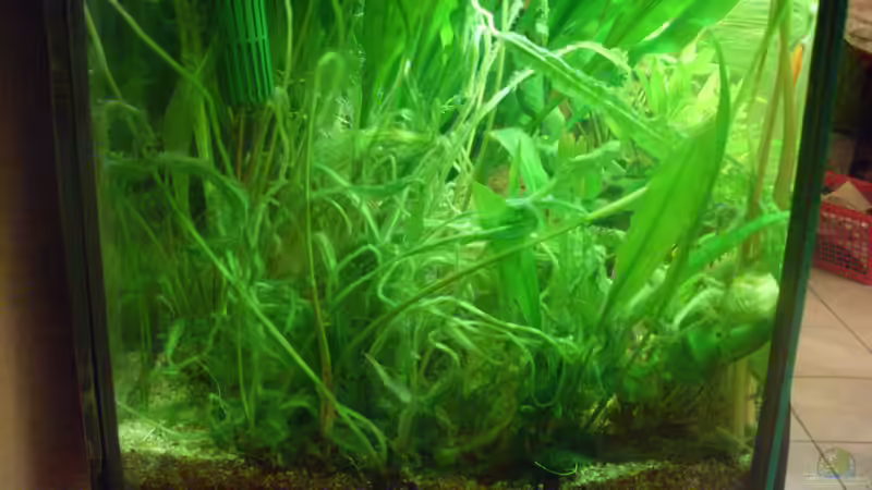 Grosses Wasserährensterben ? von Bazzi (24)