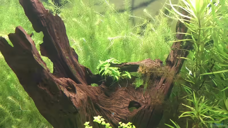 Großes Wurzelholz innen hohl von Piscis (21)