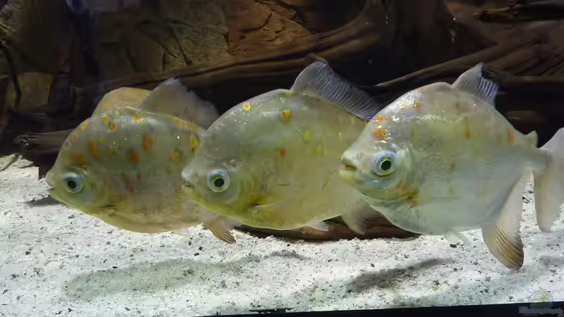 Großsalmler aus Südamerika - faszinierende Juwelen der tropischen Gewässer