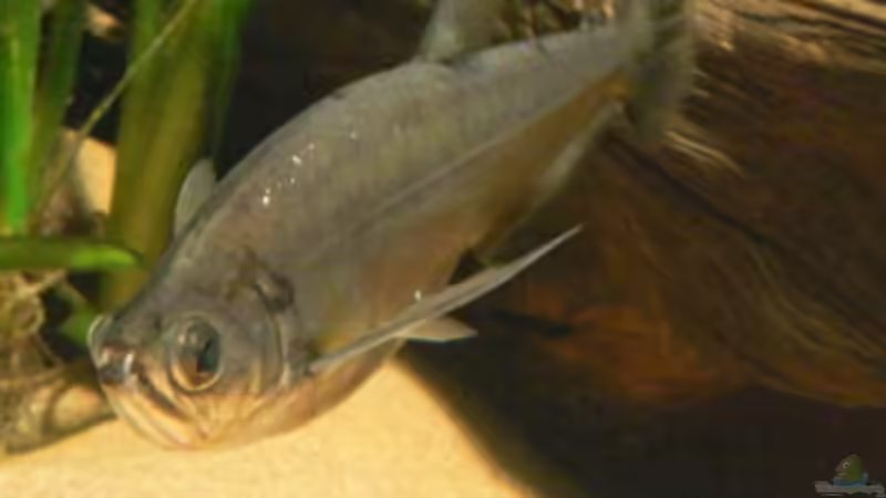 Großsalmler aus Südamerika - faszinierende Juwelen der tropischen Gewässer