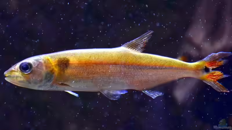 Großsalmler aus Südamerika - faszinierende Juwelen der tropischen Gewässer