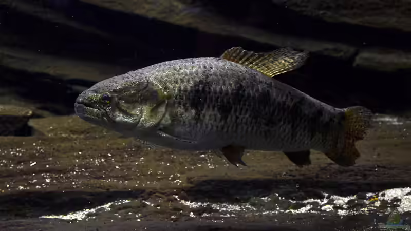 Großsalmler aus Südamerika - faszinierende Juwelen der tropischen Gewässer